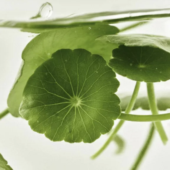 BEAUTY OF JOSEON Light On Serum Centella + Vita C szérum 30 ml