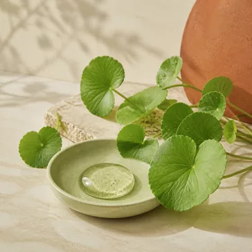 Centella asiatica mint kiemelt kozmetikai összetevő